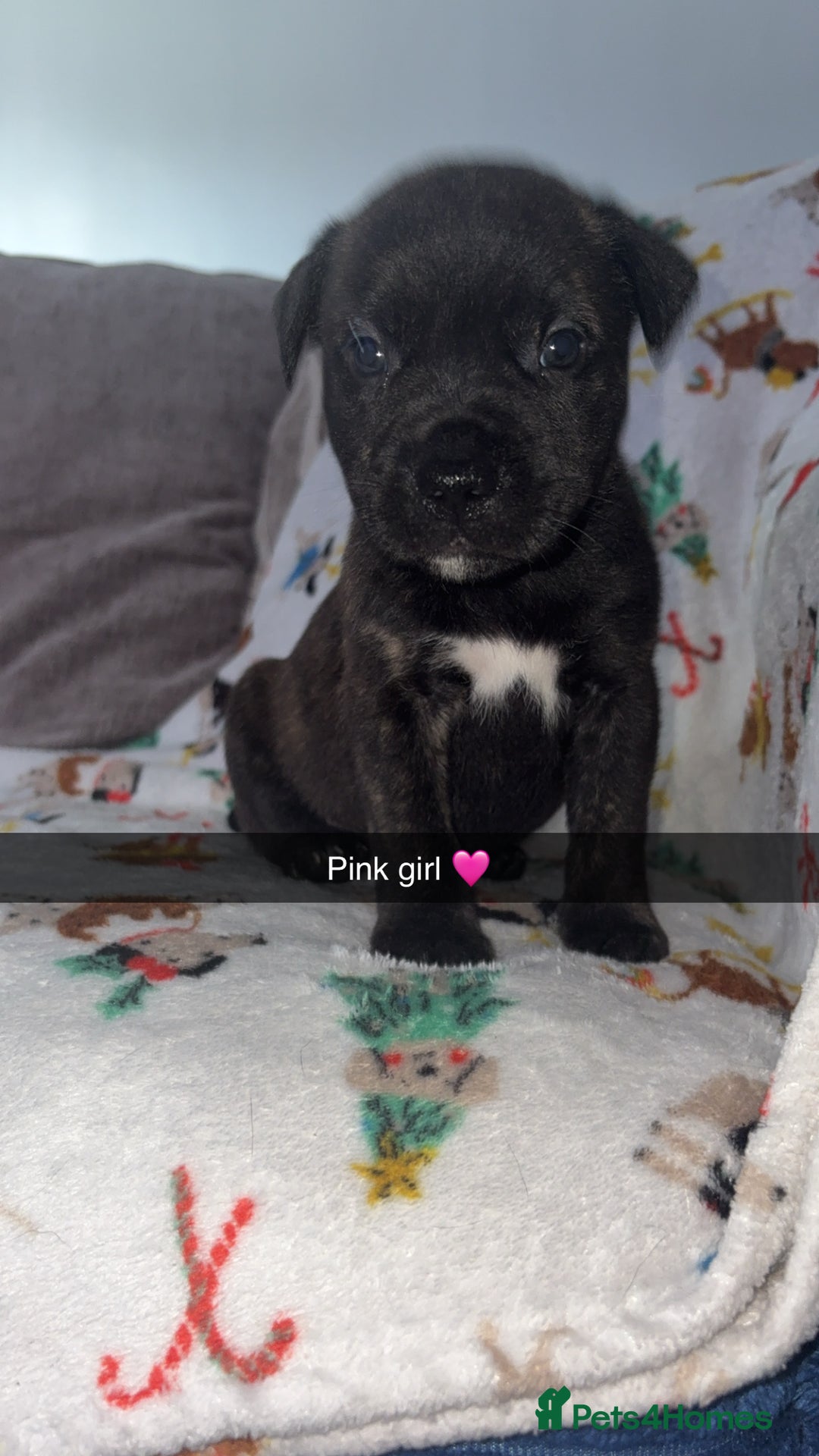 Staffordshire Bull Terrier dogs for sale: Staffordshire bull terrier puppies  - Image 5