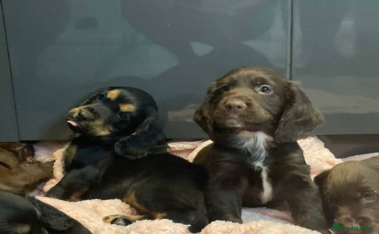 Cocker Spaniel dogs - Advert 2