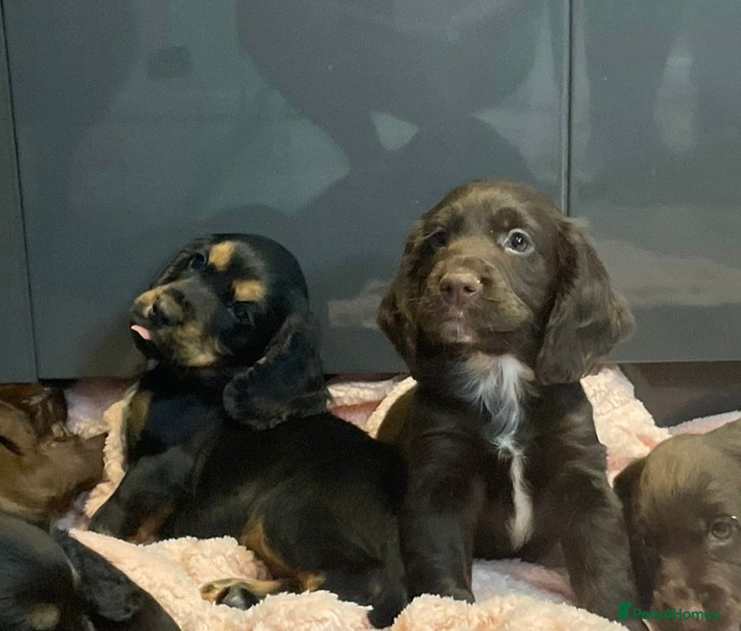 Cocker Spaniel dogs for sale: Cocker spaniel puppies - Image 1