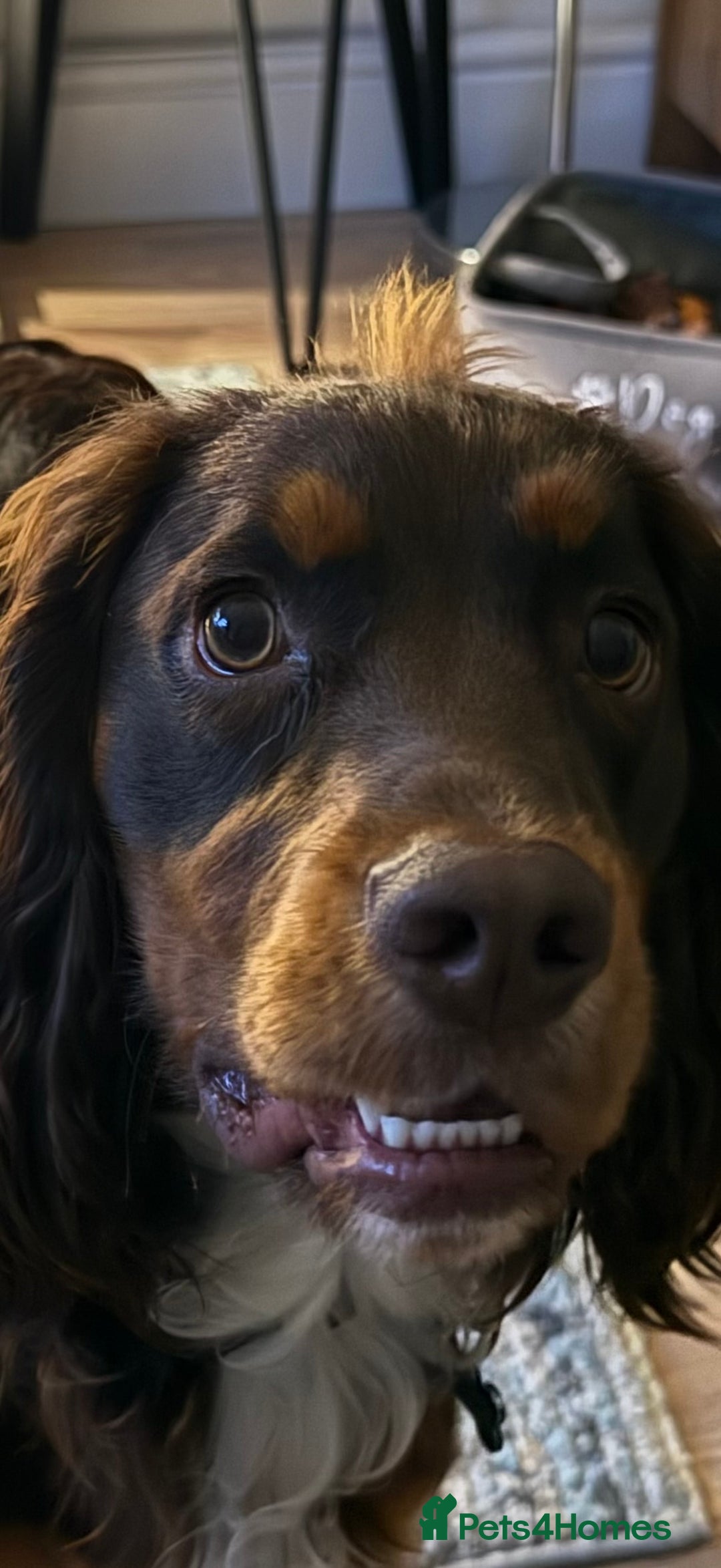 Cocker Spaniel dogs for sale: Beautiful Male Working Cocker Spaniel - Advert 10