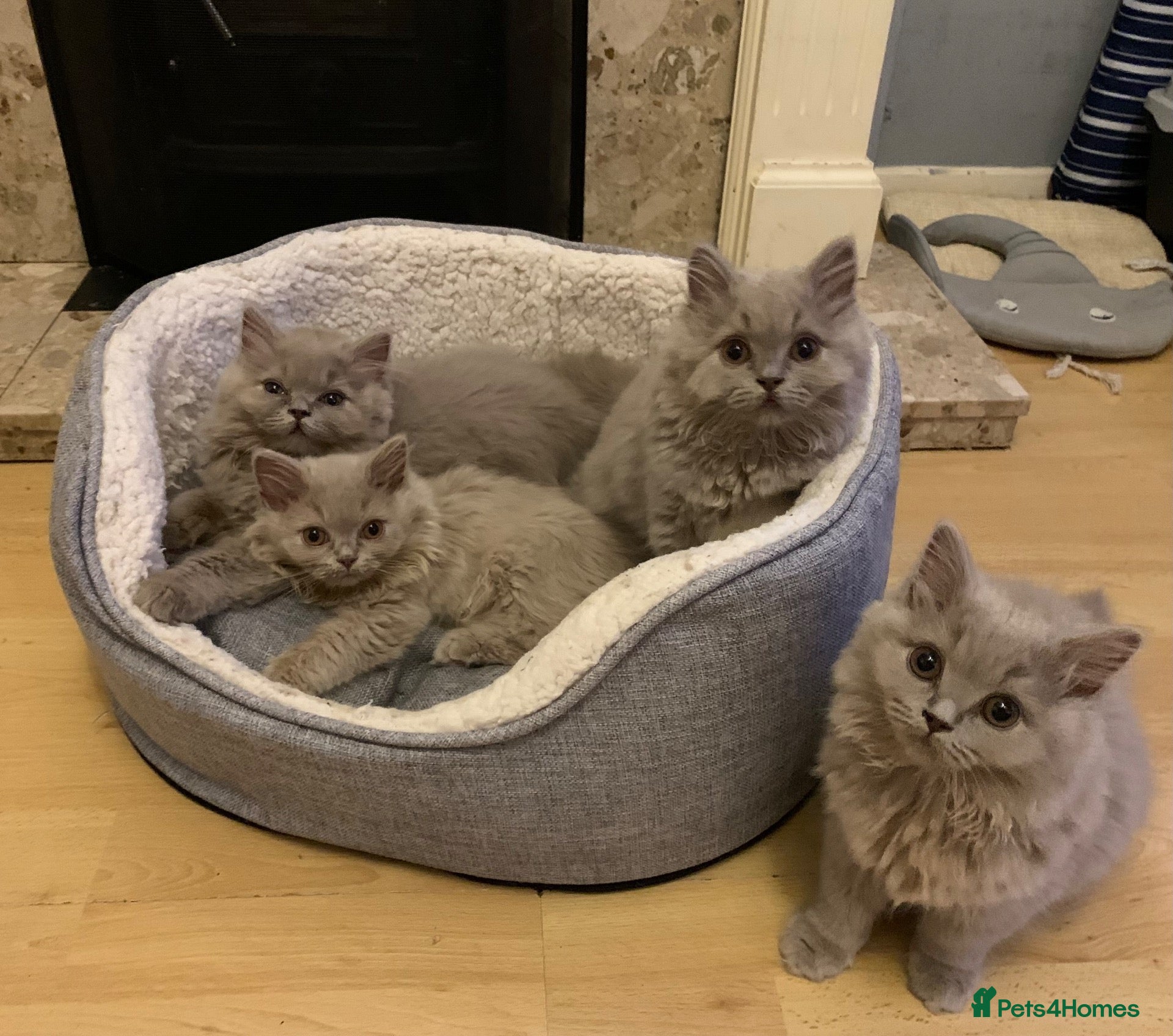 British Longhair cats GCCF kittens  - Advert 8