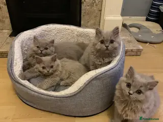 British Longhair cats GCCF kittens - Advert 8