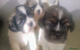 Mixed Breed dogs for sale: Lovely little shitzu cross puppies  - Image 1