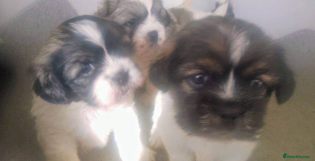Mixed Breed dogs for sale: Lovely little shitzu cross puppies  - Image 1