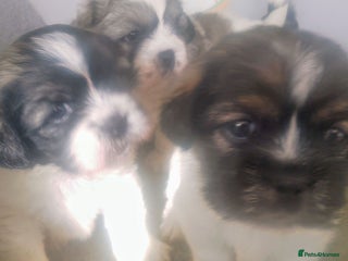 Mixed Breed dogs - Advert 1