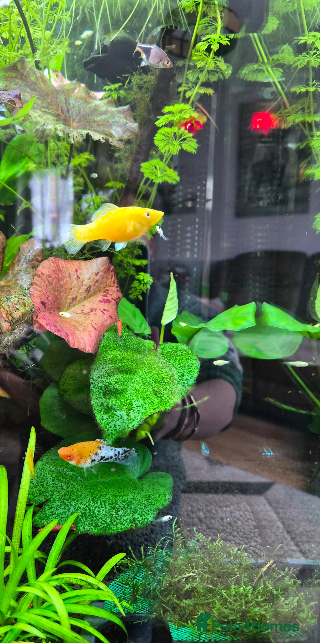 Other/Mixed Breed fish for sale: Fishtank complete with fish - Advert 2