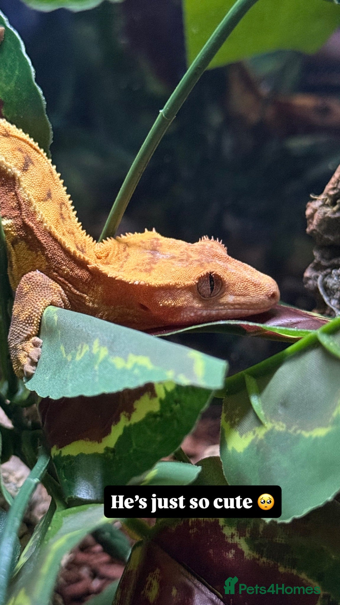 Gecko reptiles Crested gecko for sale  - Advert 1