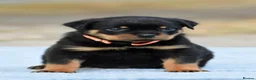 Rottweiler dogs for sale: Phenomenal old fashioned, health tested parents - Advert 11