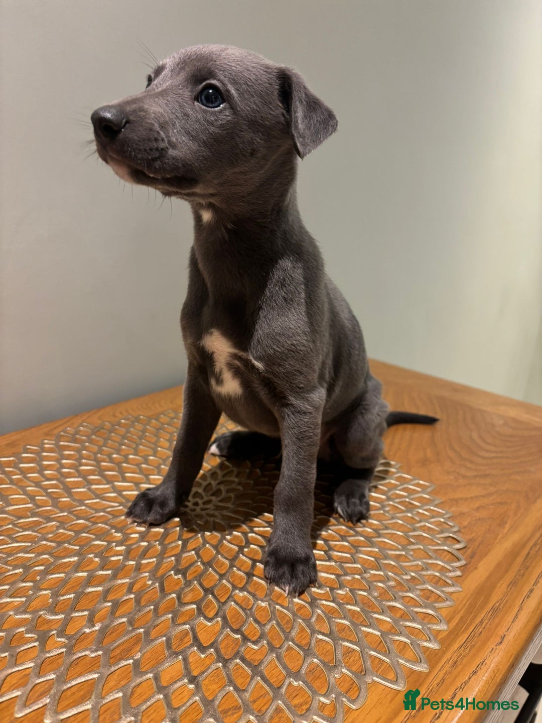 Whippet dogs for sale: Stunning whippet Puppies  - Advert 5