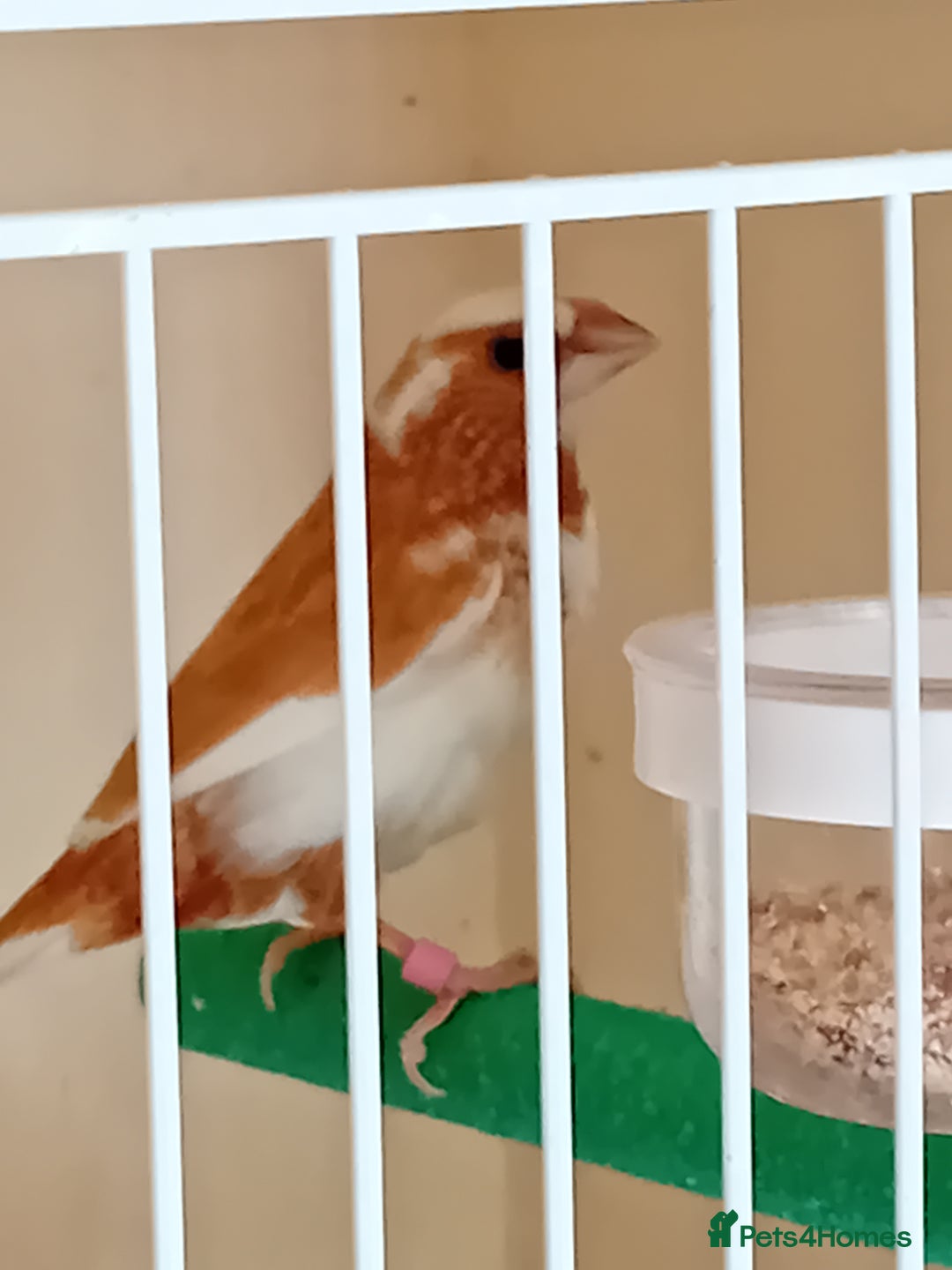 Finches birds for sale: Bengalese finches - Advert 3