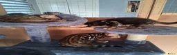 Bengal cats for sale: Bengal Kittens  - Advert 7