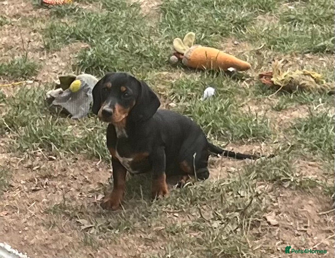 Mixed Breed dogs for sale: Beautiful female daxalier puppy.ready now. - Image 5