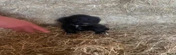 Cocker Spaniel dogs for sale: KC registered working cocker spaniel pups - Advert 14