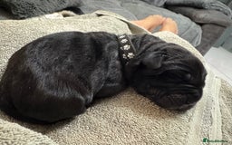 Neapolitan Mastiff dogs for sale: Neapolitan mastiff puppies  - Image 16