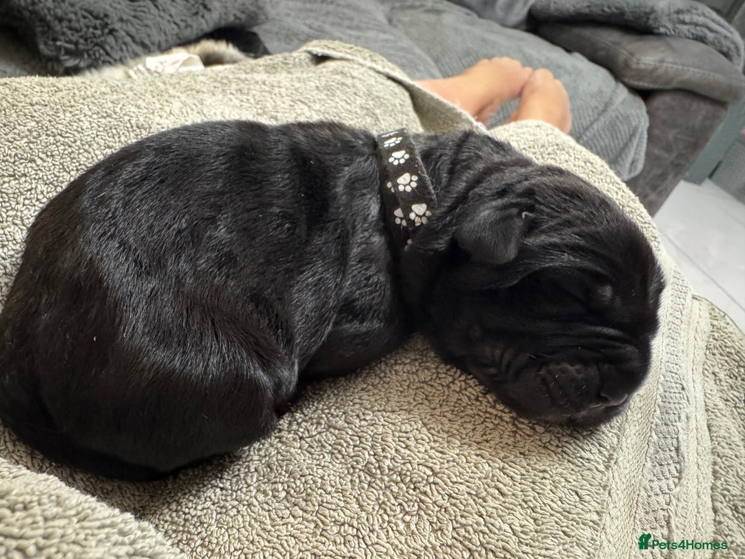 Neapolitan Mastiff dogs for sale: Neapolitan mastiff puppies  - Image 16