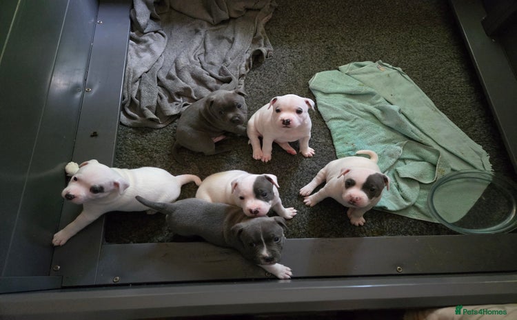 Staffordshire Bull Terrier dogs - Advert 2