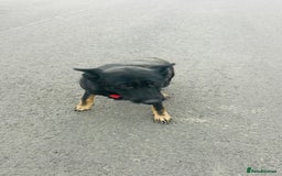 German Shepherd dogs for sale: 🐾 Trained German Shepherd “Cuba”Loving Family Dog - Image 18