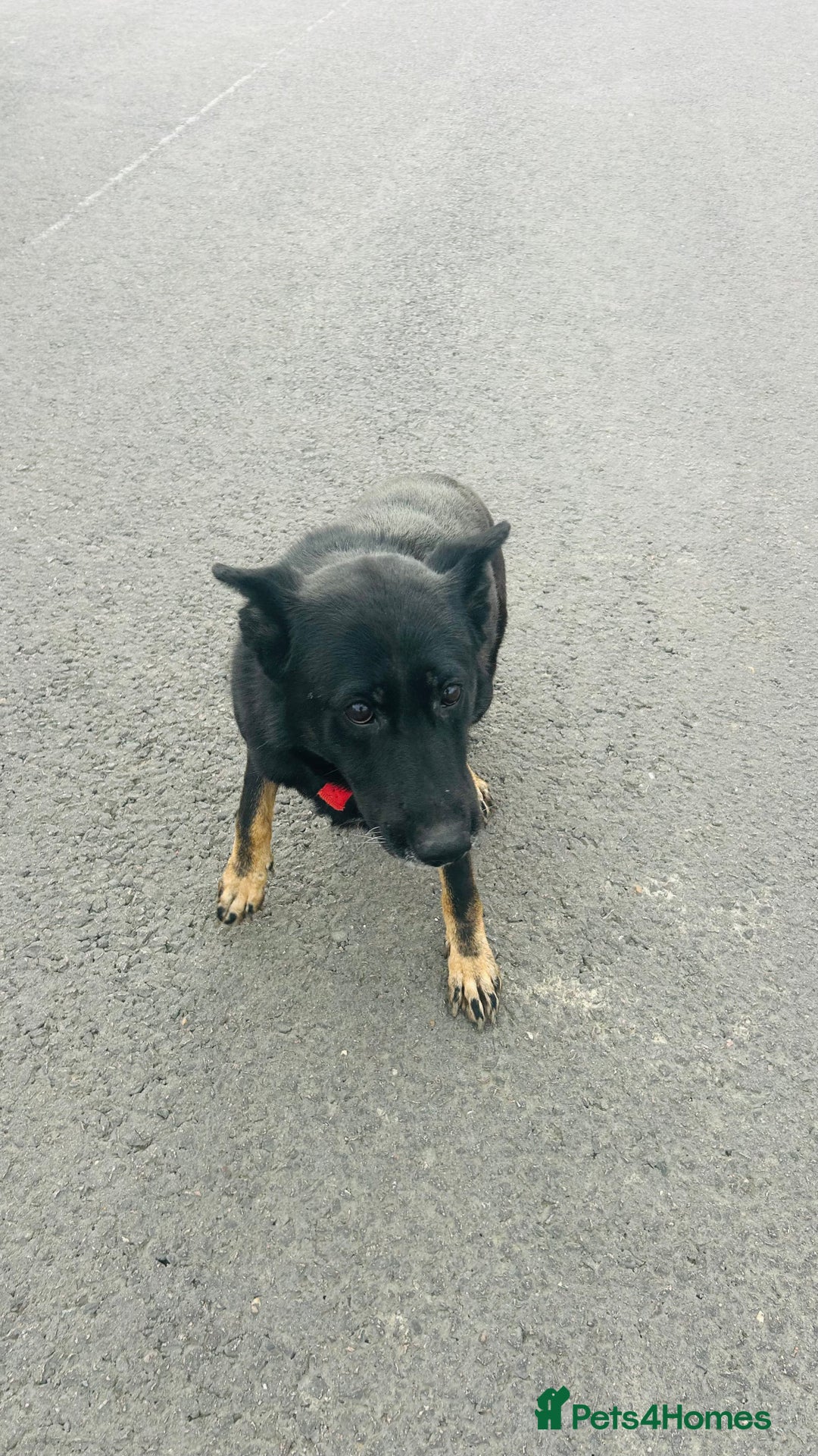 German Shepherd dogs for sale: 🐾 Trained German Shepherd “Cuba”Loving Family Dog - Image 18