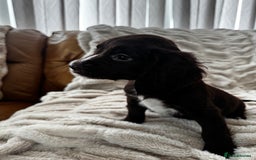 Sprocker dogs for sale: Health Tested- Chocolate Sprocker Puppies 🐻  in Bishop Auckland - Image 6