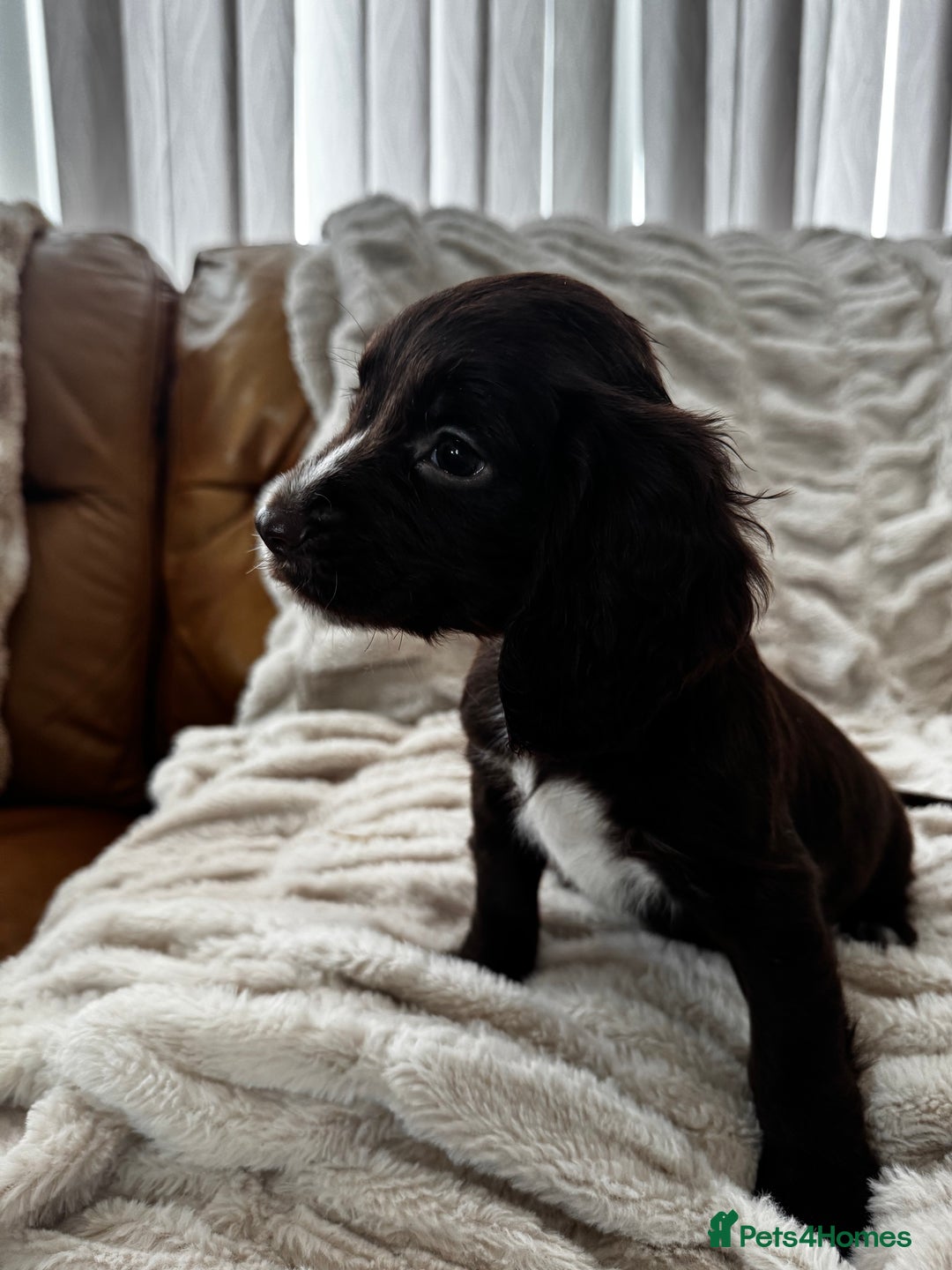 Sprocker dogs for sale: Health Tested- Chocolate Sprocker Puppies 🐻  in Bishop Auckland - Image 6