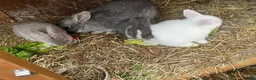 Mixed Breed rabbits for sale: 3 rabbits for sale 2 boys 1 girl - Advert 2