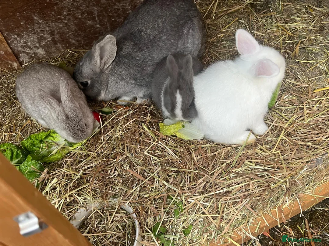 Mixed Breed rabbits for sale: 3 rabbits for sale 2 boys 1 girl - Advert 2