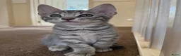 Bengal cats for sale: Half bengal kitten in Horsham - Advert 3