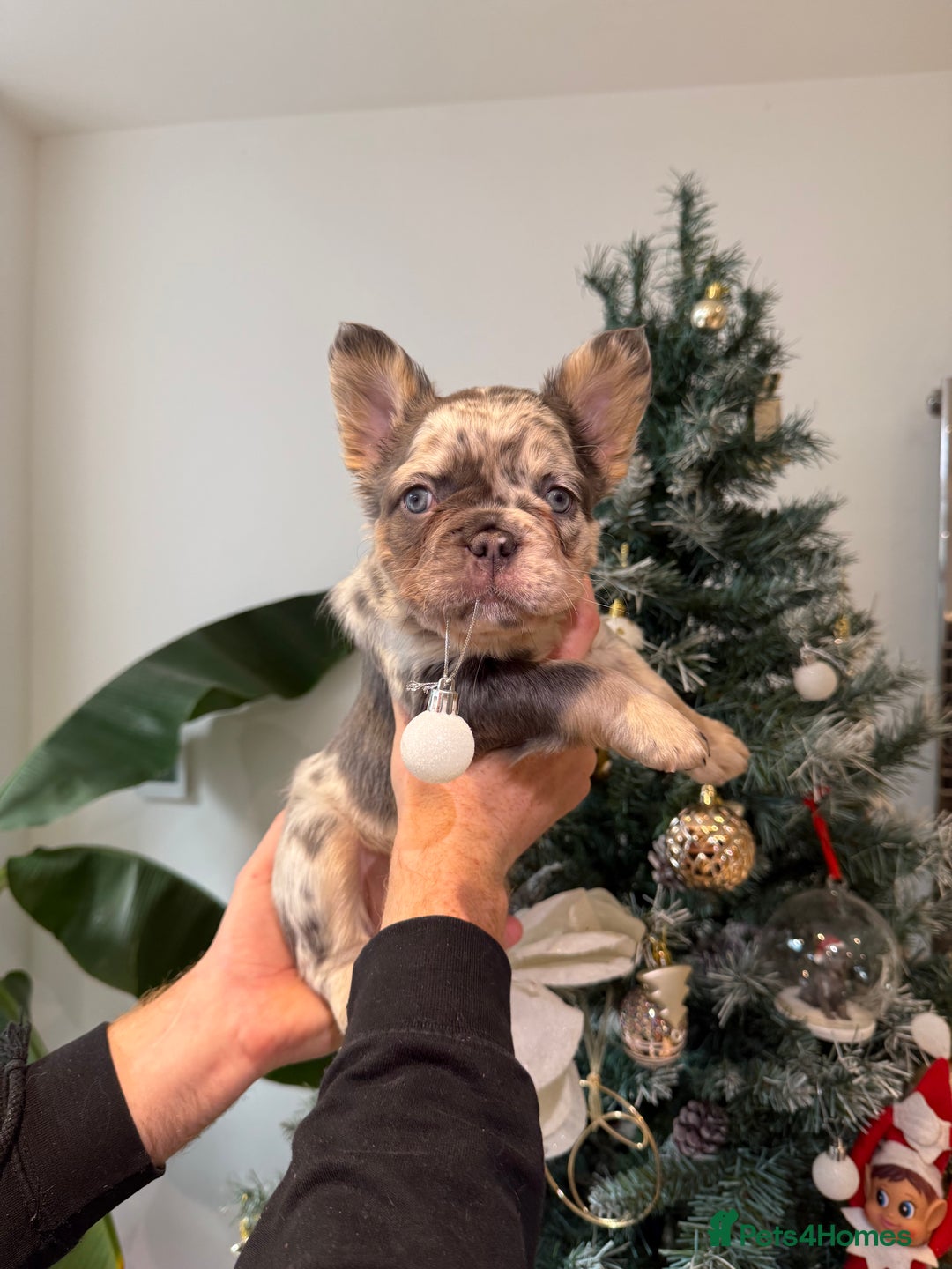 French Bulldog dogs for sale: 8weeks old Fluffy french bulldog puppies - Advert 21