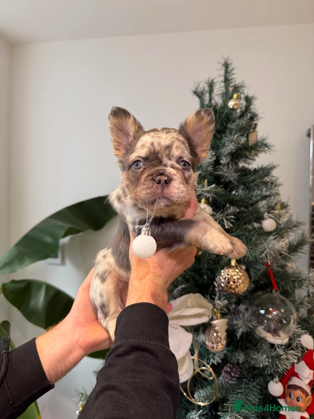 French Bulldog dogs for sale: Fluffy french bulldog puppy new shade  - Advert 8