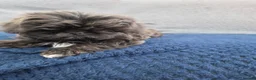 Shih Tzu dogs for sale: Shihtzu pups Beautiful colours & imperial sizes 🐾 - Advert 12