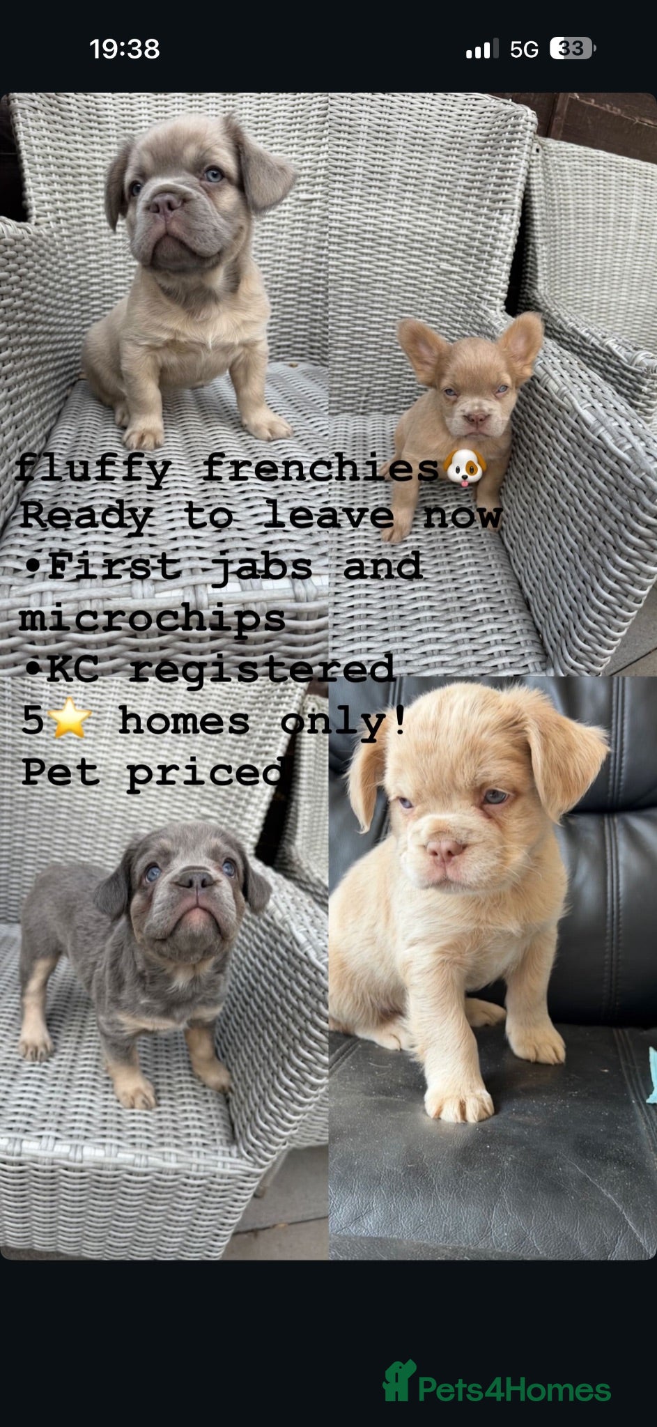 French Bulldog dogs Stunning Fluffy frenchies  - Advert 2