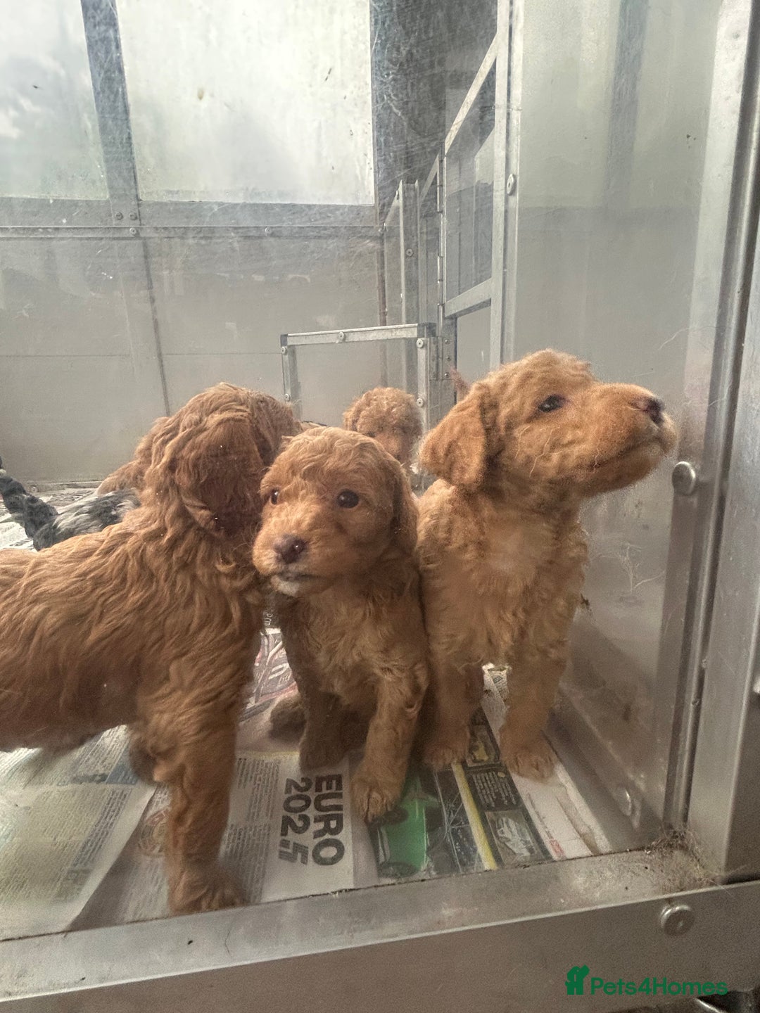 Labradoodle dogs for sale: F1b miniature labradoodle  - Image 6