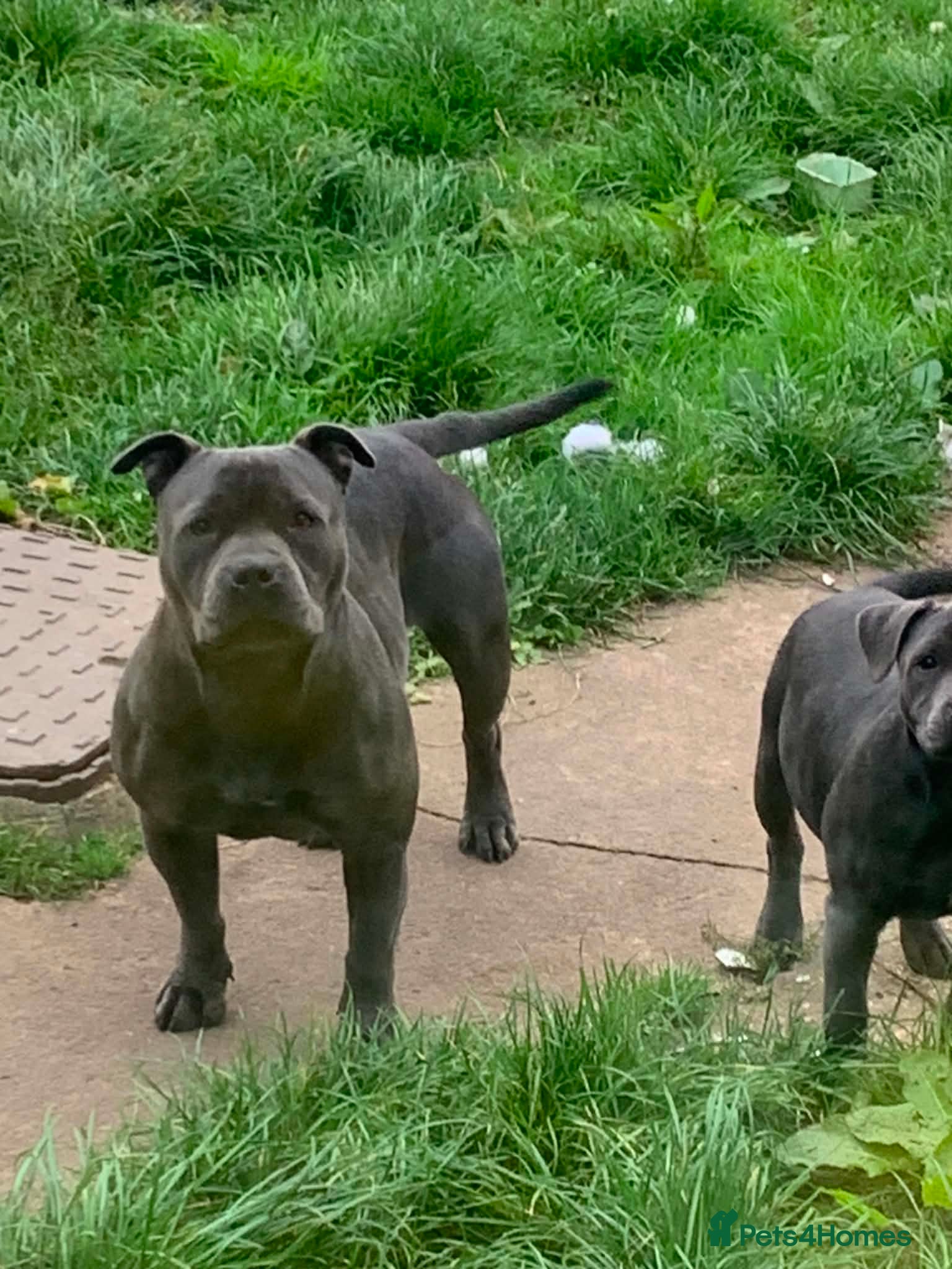 Staffordshire Bull Terrier dogs for sale: KC REGISTERED BLUE STAFFORDSHIRE BULLTERRIERS - Advert 1