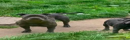Staffordshire Bull Terrier dogs for sale: KC REGISTERED BLUE STAFFORDSHIRE BULLTERRIERS - Advert 1