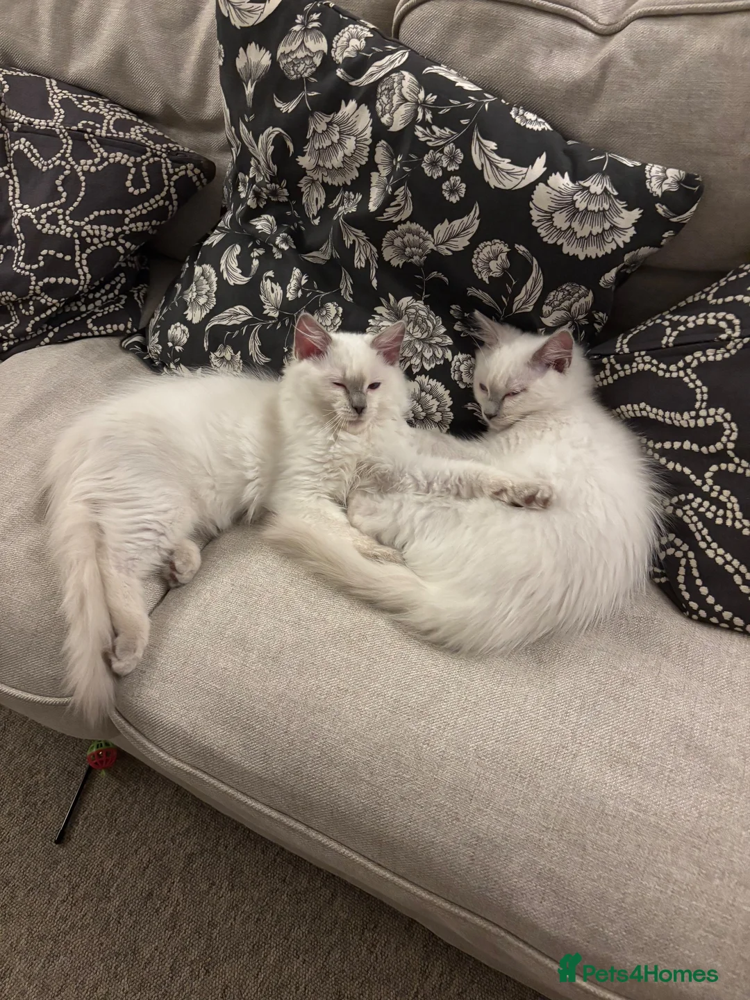 Ragdoll cats for sale: 2 beautiful Ragdoll boys - lilac in Crewe - Advert 6