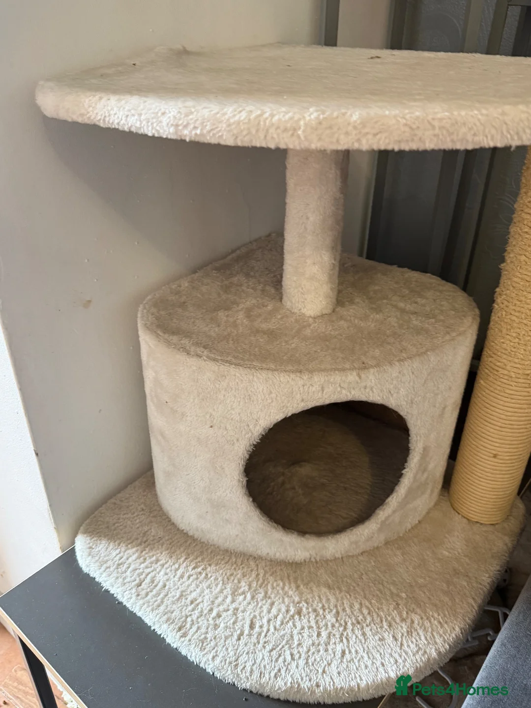 British Shorthair cats for sale: British shorthair mix  - Advert 2