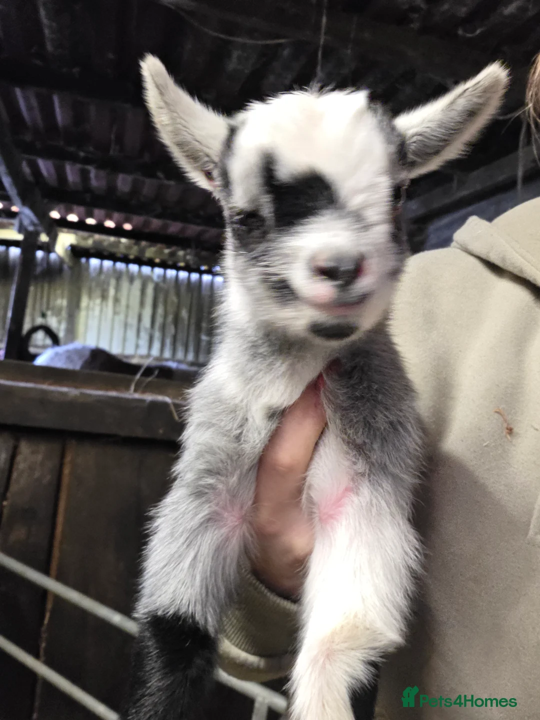 Goats livestock for sale: Stunning pygmy goat kids  - Advert 4