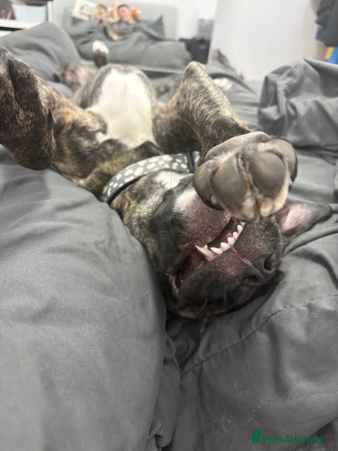 Mixed Breed dogs for sale: This is nova - Advert 3