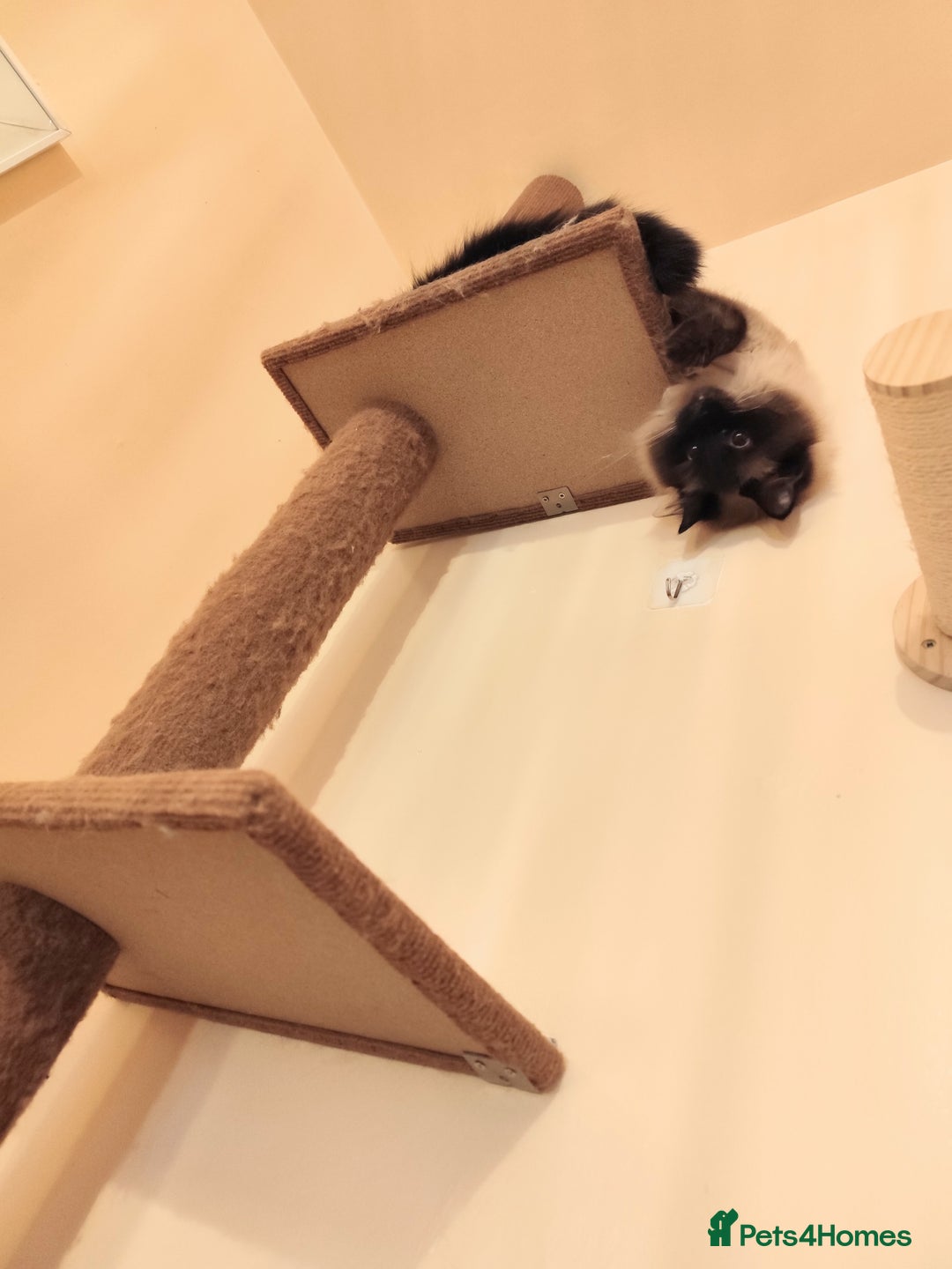 Ragdoll cats for sale: Ragdoll in need of a loving home - Advert 5