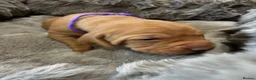 Hungarian Vizsla dogs for sale: 5* HUNGARIAN VIZSLA PUPPIES KC REGISTERED  - Advert 13