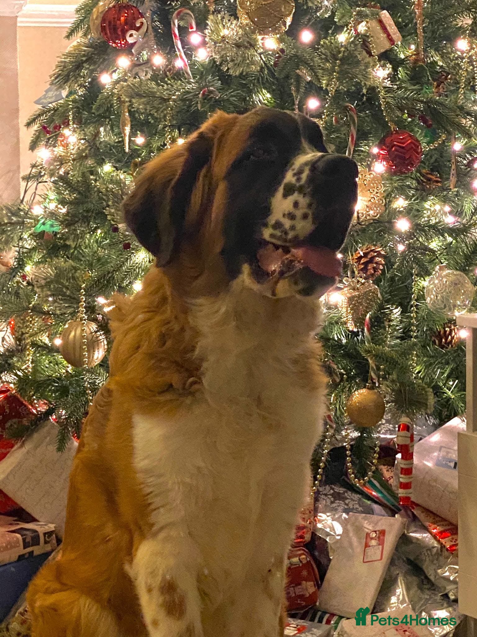 Saint Bernard dogs St Bernard for rehoming - Advert 7