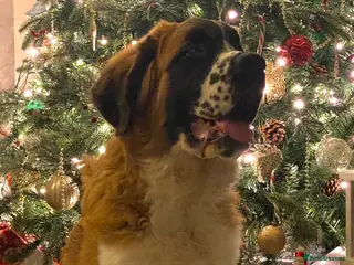 Saint Bernard dogs St Bernard for rehoming - Advert 3