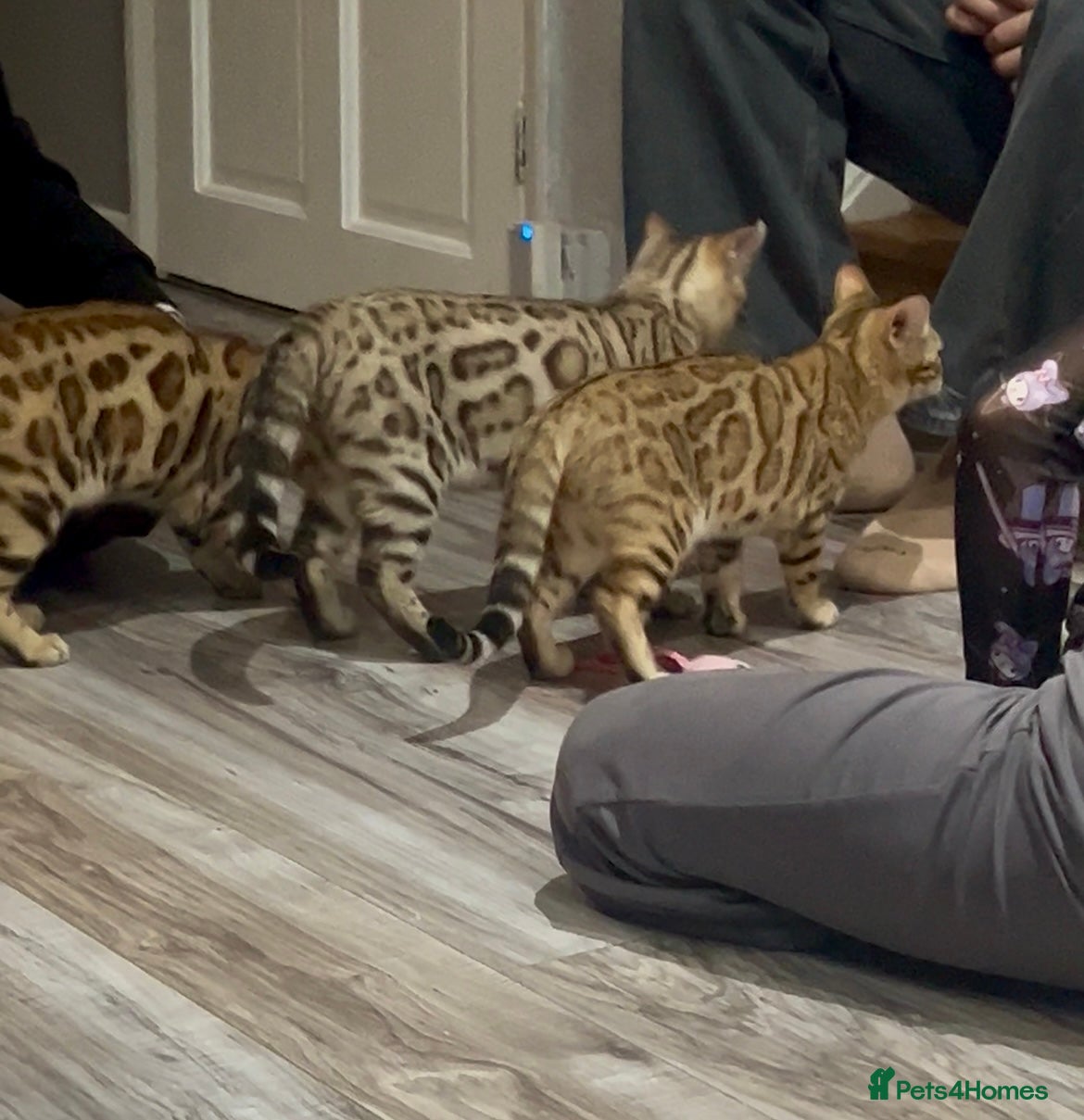 Bengal cats Stunning TICA 5 Generation Pedigree Kittens - Advert 14