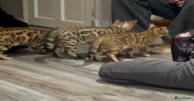 Bengal cats Stunning TICA 5 Generation Pedigree Kittens - Advert 12