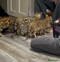 Bengal cats Stunning TICA 5 Generation Pedigree Kittens - Advert 11