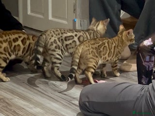 Bengal cats Stunning TICA 5 Generation Pedigree Kittens - Advert 1