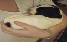 Mixed Breed dogs for sale: Springer spaniel x bearded collie female pups x2 - Image 9
