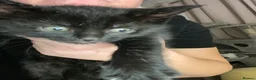 Mixed Breed cats for sale: 2 kittens out of a litter of 4 available  in Weston-super-Mare - Advert 7