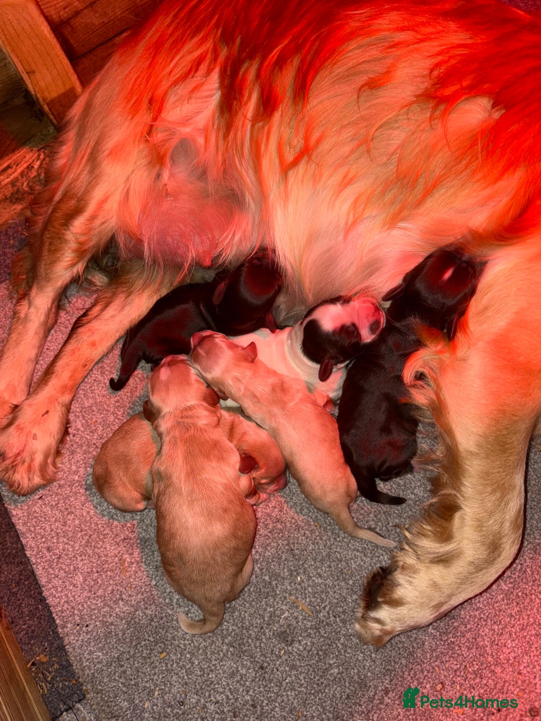 Cocker Spaniel dogs for sale: KC FTCH working cocker spaniel puppy’s  - Image 4