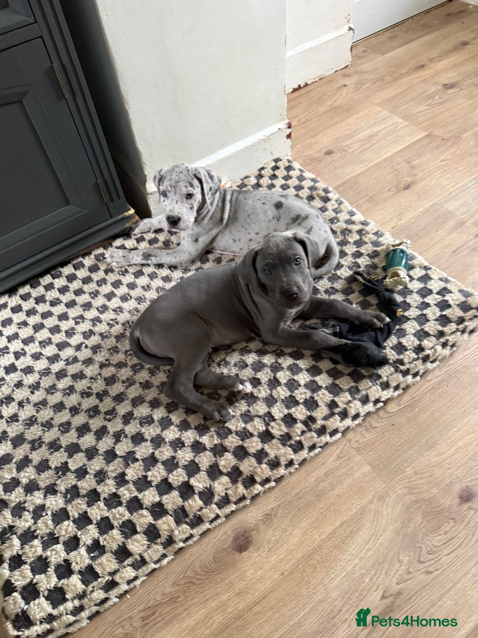 Great Dane dogs 2boys left Ready now 8weeks old kc Great Dane's - Advert 13